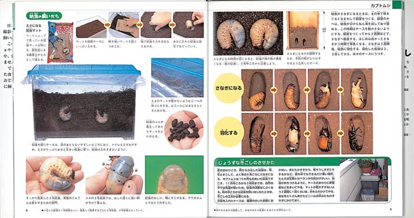 虫の飼いかたさがしかた