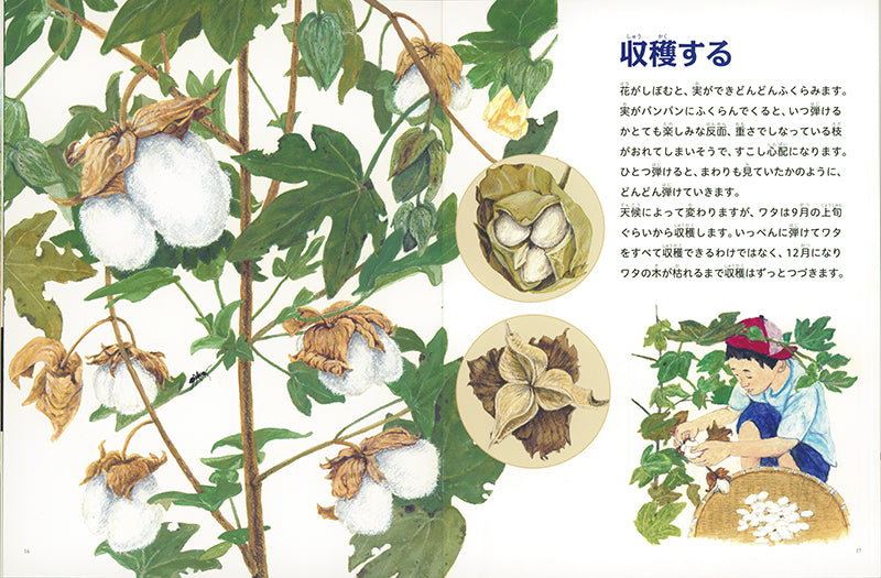 種から布をつくる (たくさんのふしぎ 2023年5月号)