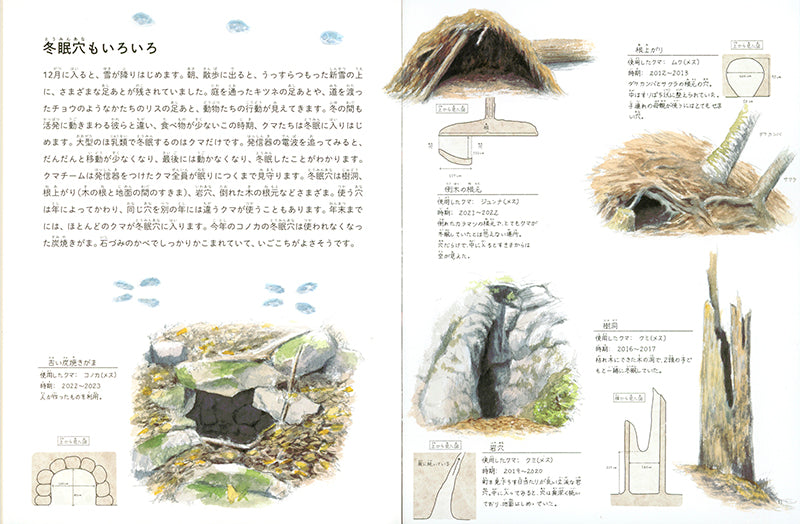 となりにすんでるクマのこと (たくさんのふしぎ 2024年11月号)