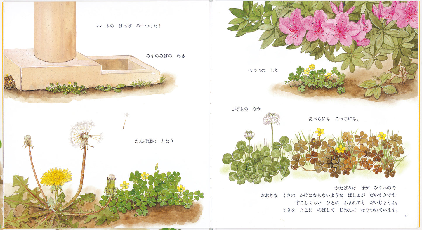 ハートの はっぱ かたばみ