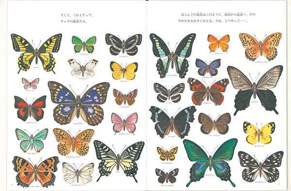 昆虫