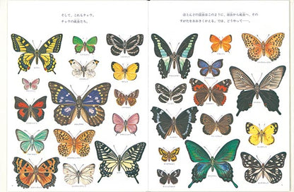 昆虫