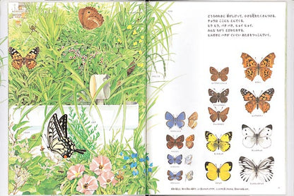 夏の虫 夏の花