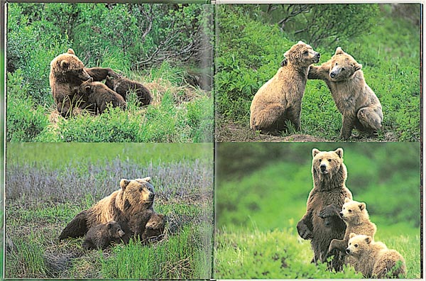 クマよ