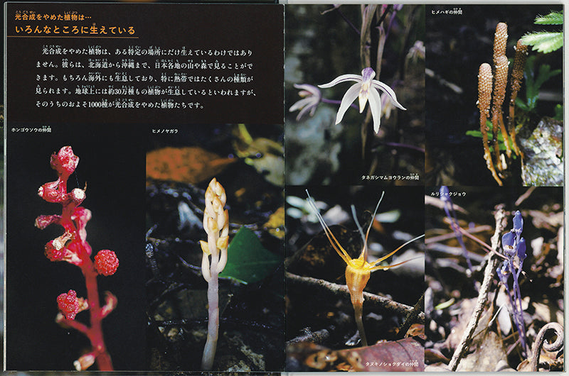 「植物」をやめた植物たち