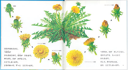 たんぽぽ
