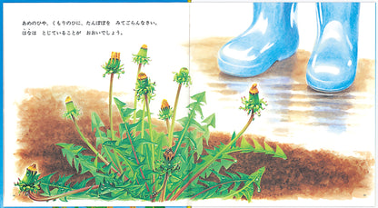 たんぽぽ