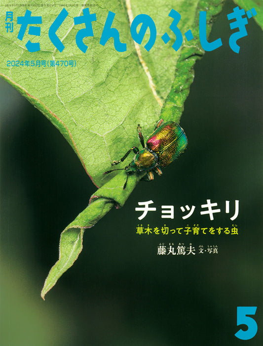 チョッキリ (たくさんのふしぎ2024年5月号)