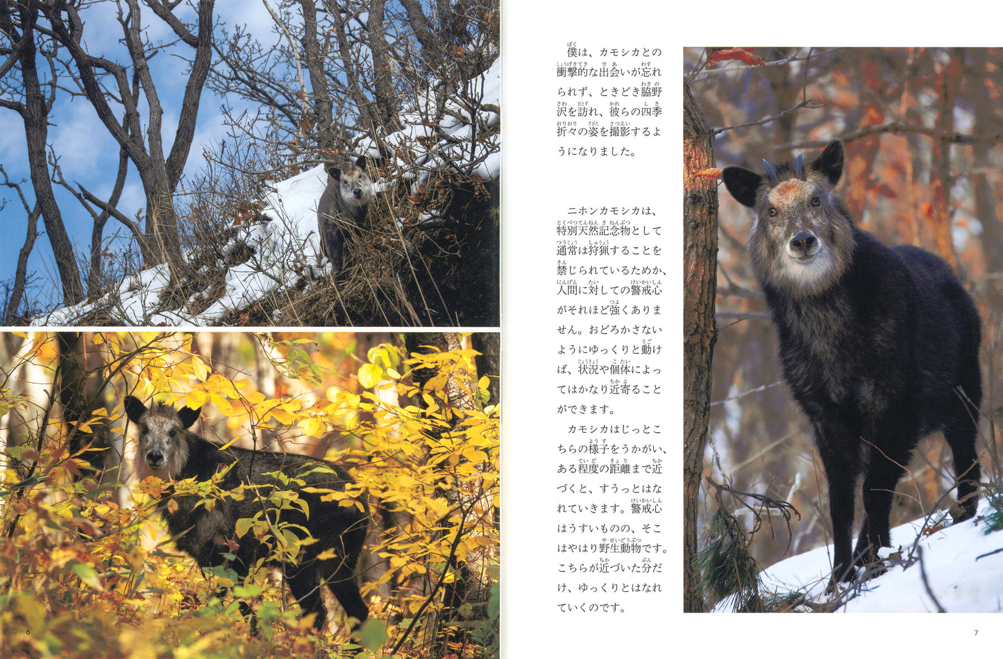 ニホンカモシカのパール (たくさんのふしぎ 2025年11月号)