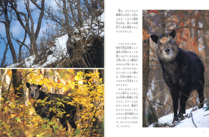 ニホンカモシカのパール (たくさんのふしぎ 2025年11月号)