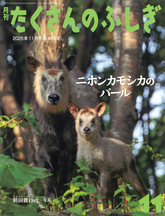 ニホンカモシカのパール (たくさんのふしぎ 2025年11月号)