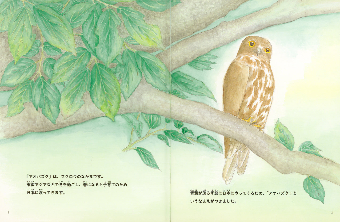 アオバズクの食卓 (たくさんのふしぎ 2026年5月号)