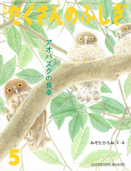 アオバズクの食卓 (たくさんのふしぎ 2026年5月号)