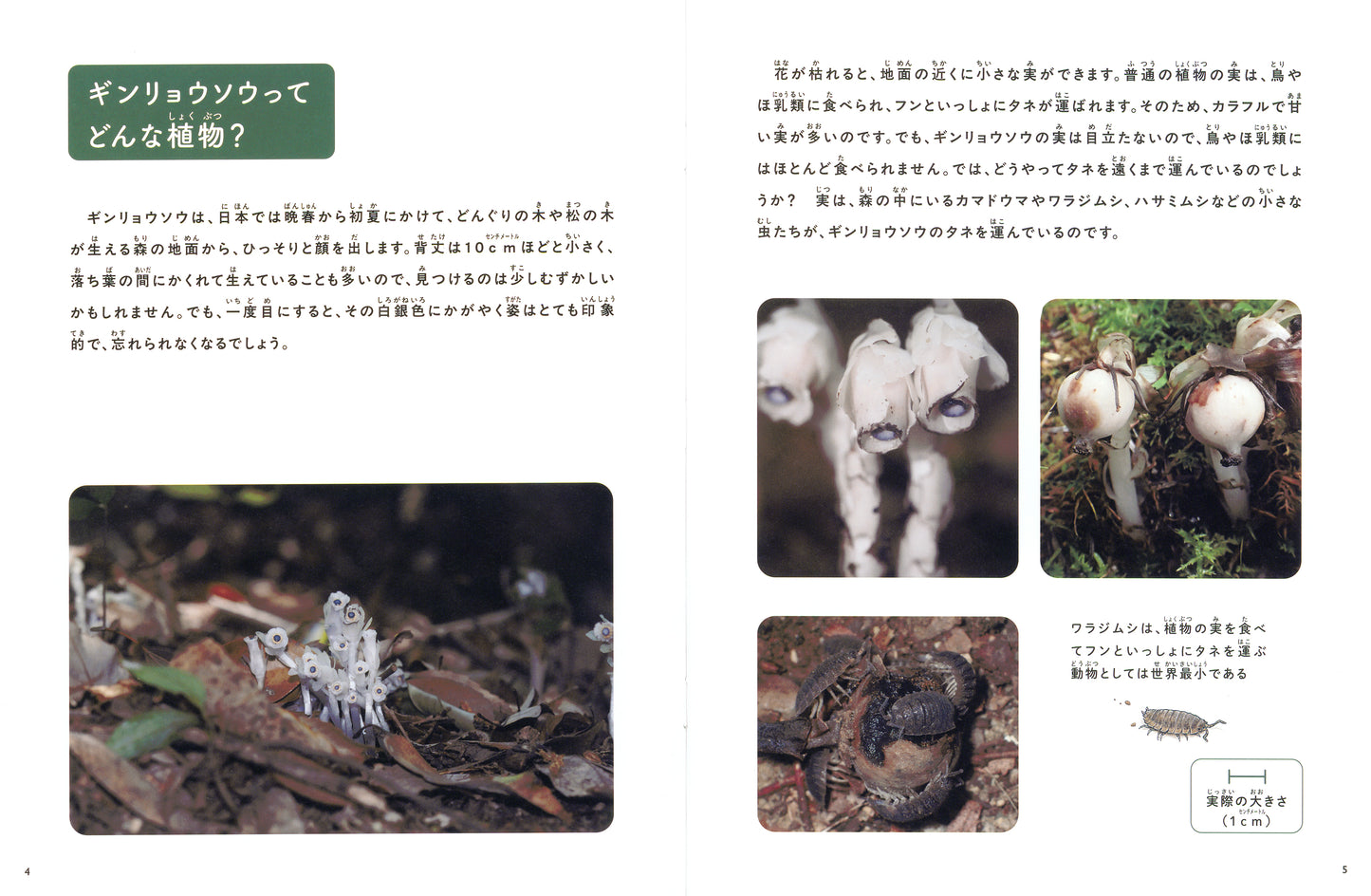 ギンリョウソウ (たくさんのふしぎ 2026年6月号)
