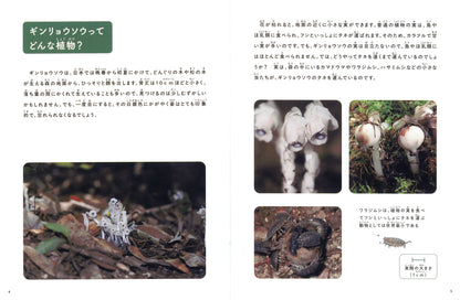 ギンリョウソウ (たくさんのふしぎ 2026年6月号)