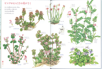 校庭のざっ草