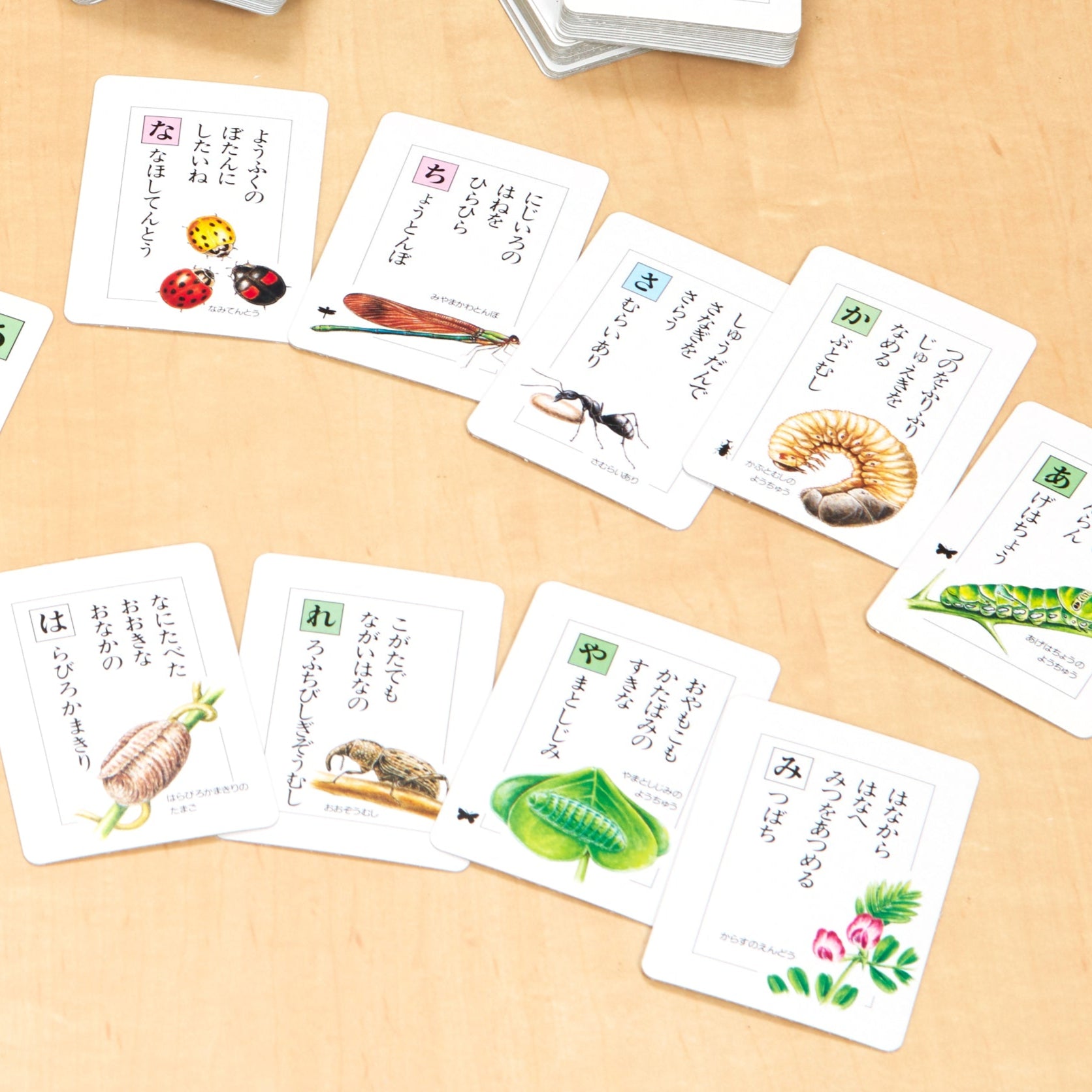 昆虫カード – 福音館書店 オンラインストア