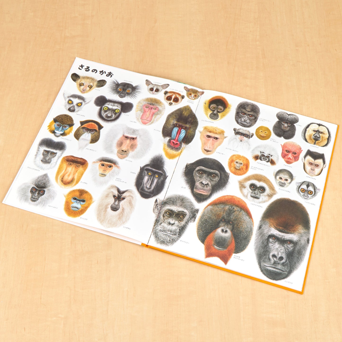 いきものづくし　ものづくし　12冊セット