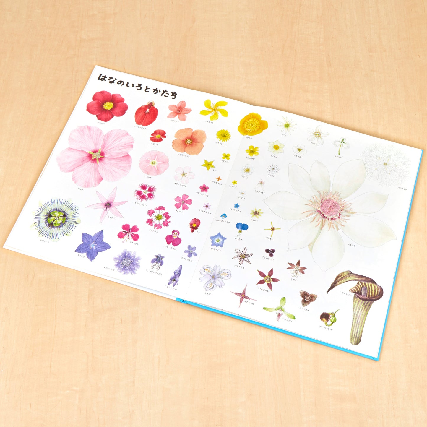 いきものづくし　ものづくし　12冊セット